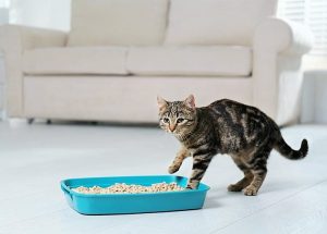 Top 9 Vacuums For Kitty Litter
